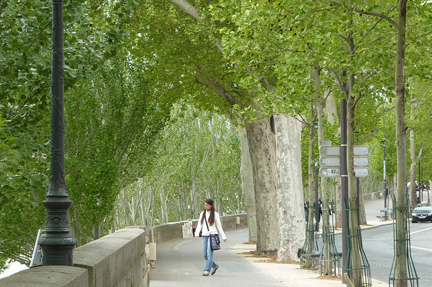 les platanes du quai des Tuileries au printemps